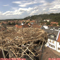 14_50-nest.jpg