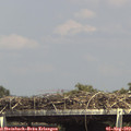 15_10-mast.jpg