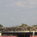 15_20-mast.jpg