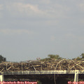 15_45-mast.jpg