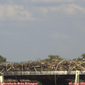 15_50-mast.jpg