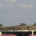 15_55-mast.jpg