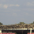 16_00-mast.jpg