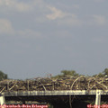 16_15-mast.jpg