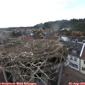 16_50-nest.jpg
