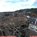17_00-nest.jpg