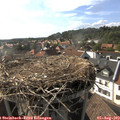 17_20-nest.jpg