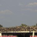 17_25-mast.jpg