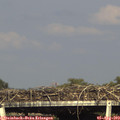 17_30-mast.jpg