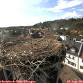 17_30-nest.jpg