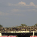 17_35-mast.jpg