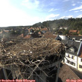17_40-nest.jpg