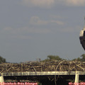 18_00-mast.jpg