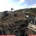 18_00-nest.jpg