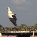 18_05-mast.jpg