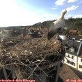 18_05-nest.jpg