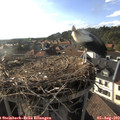 18_10-nest.jpg
