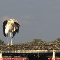 18_15-mast.jpg