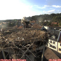 18_25-nest.jpg