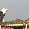 18_30-mast.jpg