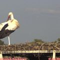 18_35-mast.jpg