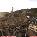 18_45-nest.jpg