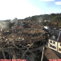 18_50-nest.jpg