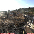 18_55-nest.jpg