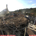 19_00-nest.jpg