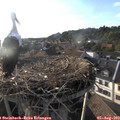 19_05-nest.jpg