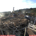 19_15-nest.jpg