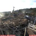 19_20-nest.jpg