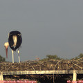 19_25-mast.jpg
