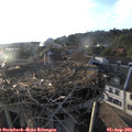19_25-nest.jpg