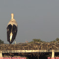 19_30-mast.jpg