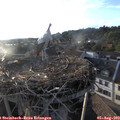 19_30-nest.jpg