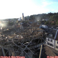 19_35-nest.jpg