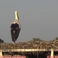 19_40-mast.jpg