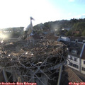 19_40-nest.jpg