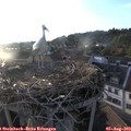 19_45-nest.jpg