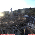19_55-nest.jpg