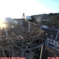 20_05-nest.jpg