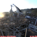 20_10-nest.jpg