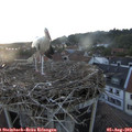 20_30-nest.jpg