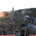 20_35-nest.jpg