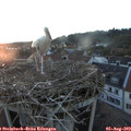 20_40-nest.jpg
