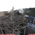 20_45-nest.jpg