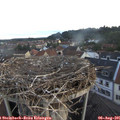 06_20-nest.jpg