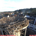 06_50-nest.jpg