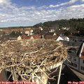 10_05-nest.jpg